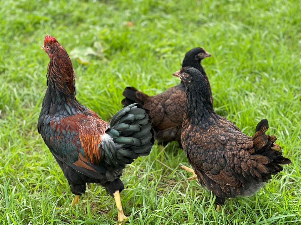 Jonge Barnevelder kippen bruin gezoomd gesekst en ingeënt, Dieren en Toebehoren, Pluimvee, Vrouwelijk, Kip