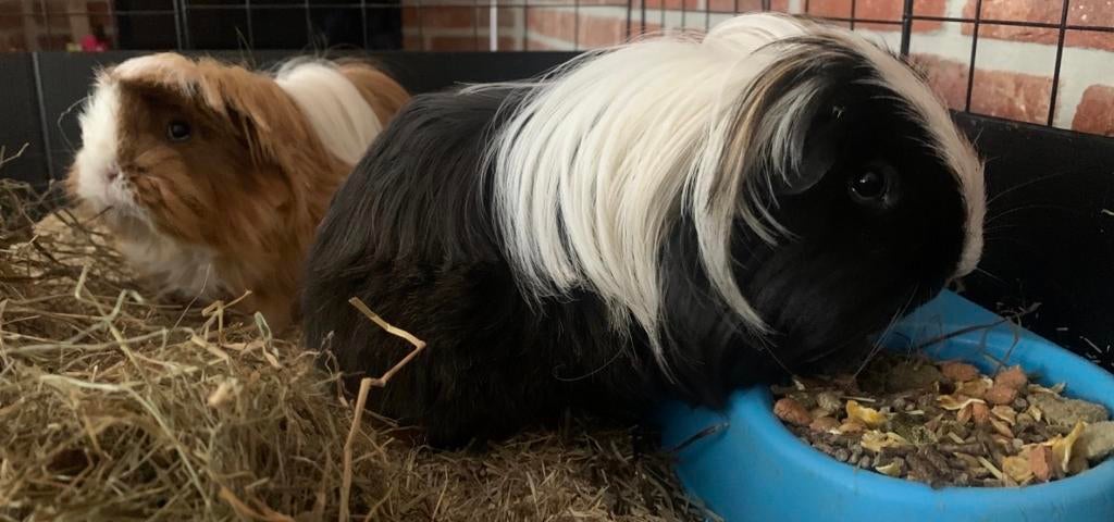 Logeeradres, oppas, Opvang cavia, Dieren en Toebehoren, Ophalen, Overige typen