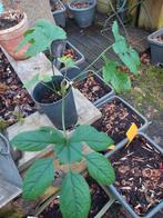 brassaiopsis mitis exotisch,  jungletuin plant  planten, Ophalen, Overige soorten, Halfschaduw