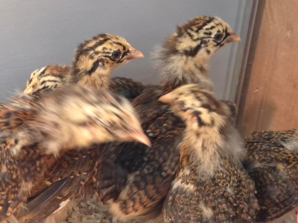 Friese hoen kriel roodpel, Dieren en Toebehoren, Pluimvee, Geslacht onbekend, Kip