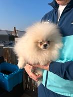 Pomeranian, Dieren en Toebehoren, België, Particulier, Keeshond, Reu