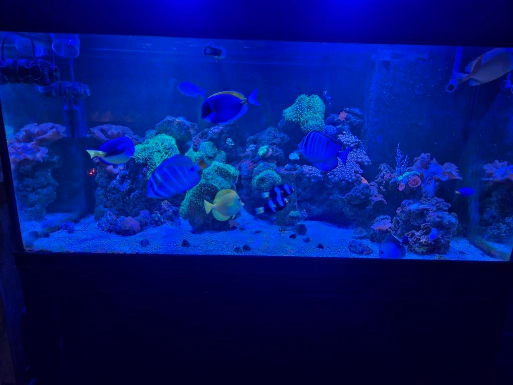 Compleet zeeaquarium, Ophalen, Gevuld zeewateraquarium