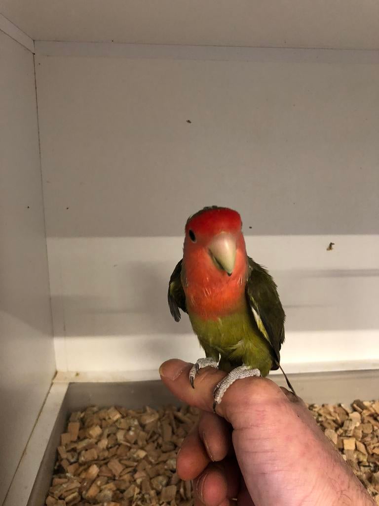 Agapornis, Dieren en Toebehoren, Dwergpapegaai of Agapornis, Tam