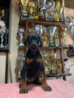 Doberman puppy, Overige rassen, 8 tot 15 weken, Buitenland, Teef