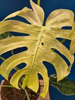 Monstera Mint p17 XXL, Ophalen of Verzenden, Halfschaduw, Minder dan 100 cm
