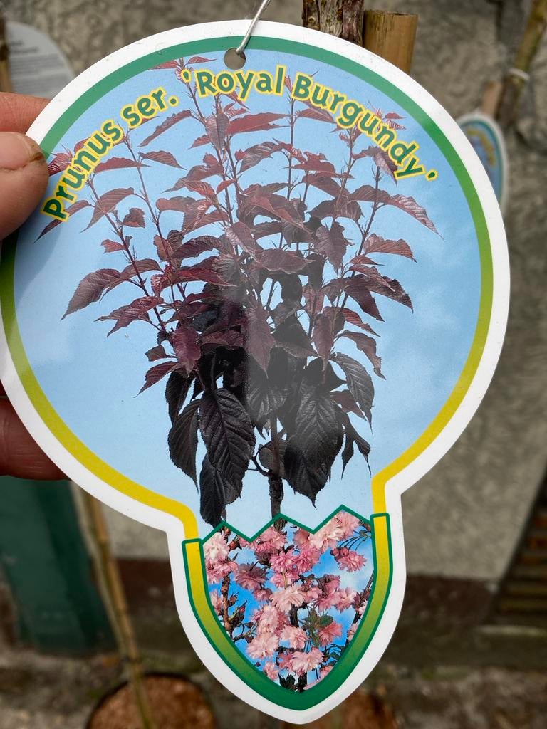 Prunus serrulata 'Royal Burgundy' - Japanse Sierkers, Overige soorten, Lente, 100 tot 250 cm, Ophalen