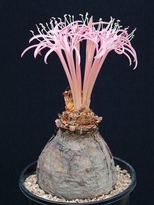 Caudex Ammocharis Tinneana van oorsprong Botswana Pot 13cm, Overige soorten, Ophalen of Verzenden, In pot, Minder dan 100 cm