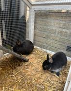 Konijnen plus buitenhok en ren, Dieren en Toebehoren, Juli, Meerdere dieren, Overige typen, Tam