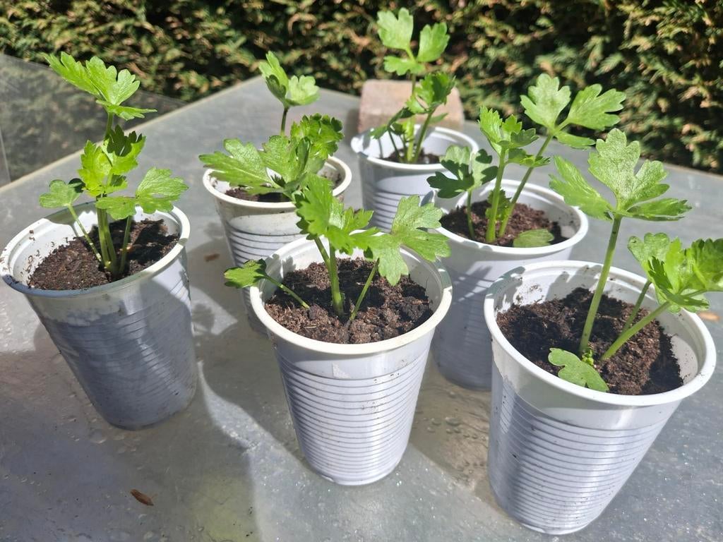 Surinaamse  selderij, Tuin en Terras, Planten | Tuinplanten, Ophalen, Eenjarig, Groenteplanten, Volle zon