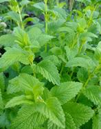 Citroenmelisse, Ophalen, Volle zon, Vaste plant, Kruiden