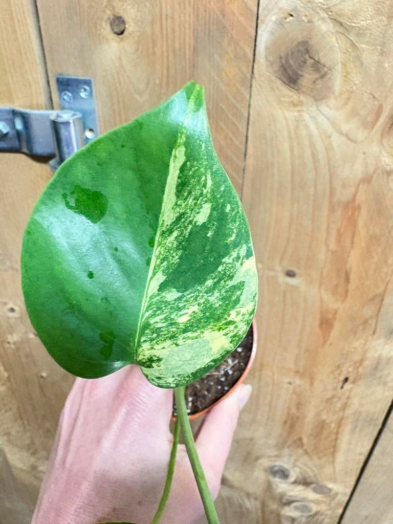 Monstera deliciosa variegata plant mint lemon aurea yellow, Huis en Inrichting, Kamerplanten, Ophalen of Verzenden, Halfschaduw