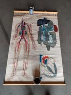 Van goor s anatomische wandplaten., Antiek en Kunst, Antiek | Schoolplaten, Ophalen of Verzenden, Natuur en Biologie