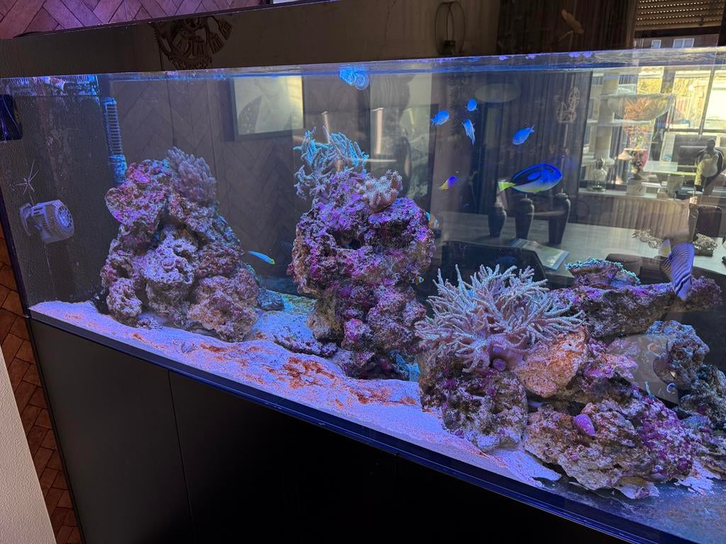 Red Sea Reefer Peninsula 650 Compleet zeeuwateraquarium, Ophalen, Zo goed als nieuw, Gevuld zeewateraquarium, Red Sea