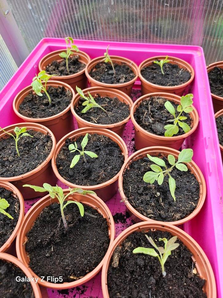 Stekjes van: tomaat, paprika, sugarsnaps, zonnebloem, Tuin en Terras, Planten | Tuinplanten, Eenjarig, Groenteplanten, Volle zon