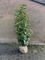 Prunus  Genolia', Overige soorten, Volle zon, Vaste plant, Ophalen of Verzenden