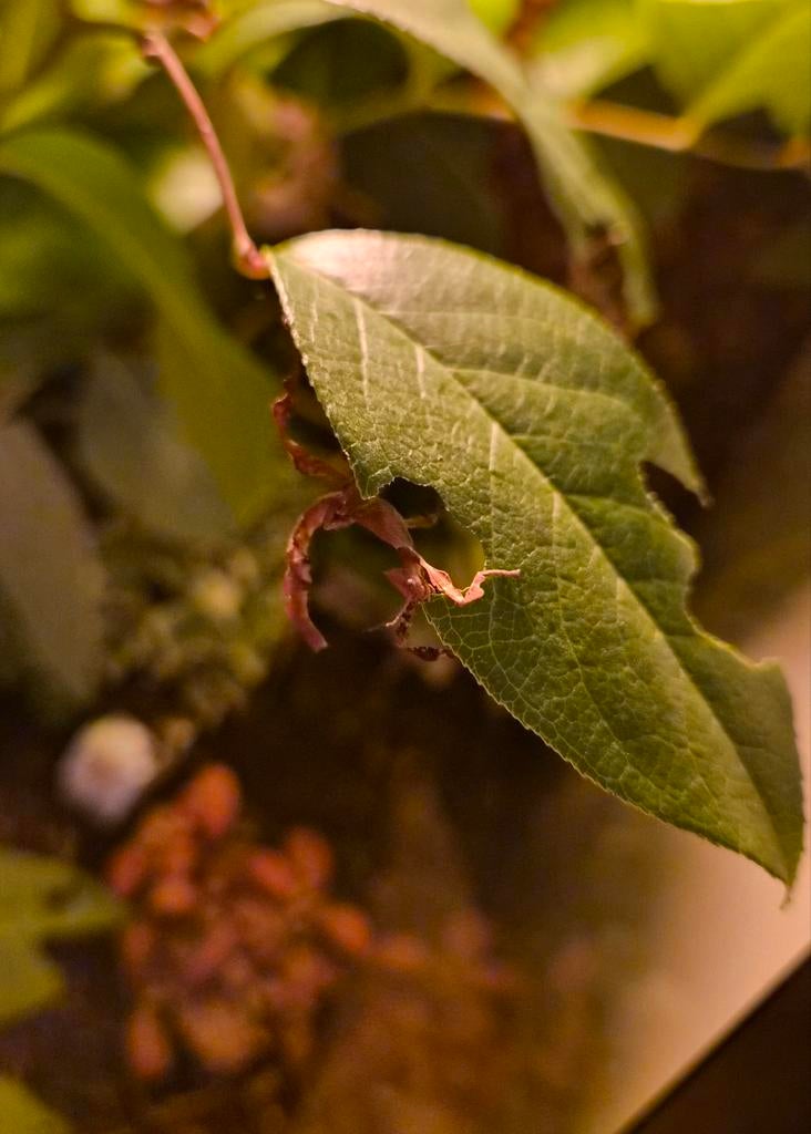 Nimfjes Australische Flappentak - diverse leeftijden, Bijen
