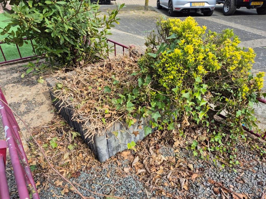 Gratis gele vaste plant, Tuin en Terras, Planten | Tuinplanten, Ophalen of Verzenden