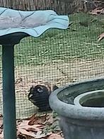 Goed huis gezocht!! 2 cavia mannen, Dieren en Toebehoren, Knaagdieren, April, Mannelijk, Cavia