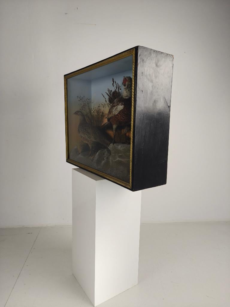 19e-eeuwse Vitrine-Taxidermie – Twee Fazanten, Ophalen of Verzenden
