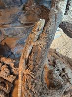 Baardagaam en terrarium  100 bij 50 50, Ophalen of Verzenden, Zo goed als nieuw