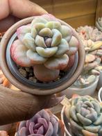 Echeveria plantje, Huis en Inrichting, Kamerplanten, Verzenden, Halfschaduw, Minder dan 100 cm