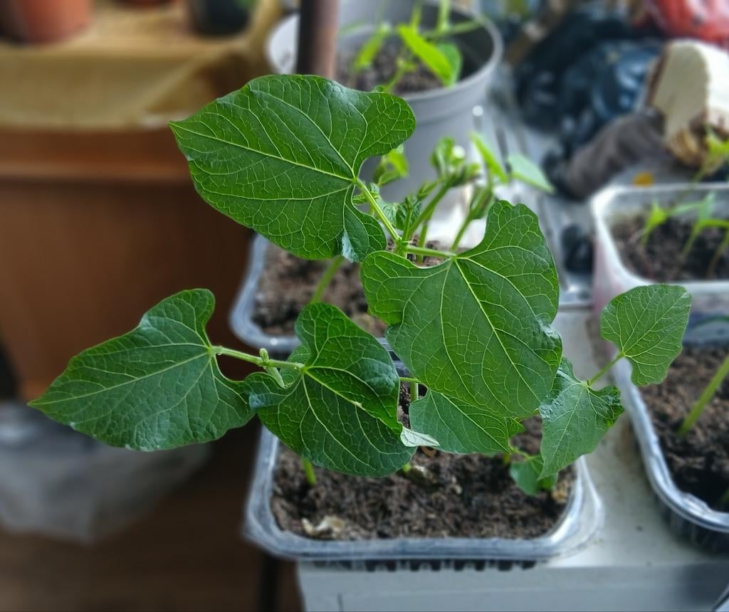 6 stuks sperziebonen planten te koop, Ophalen, Minder dan 100 cm, Overige soorten, Zomer