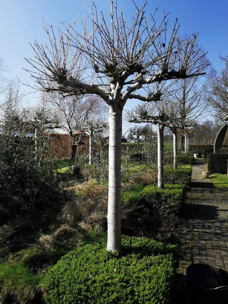parasol bomen (Amber), 100 tot 250 cm, Dakboom, Zomer, Ophalen