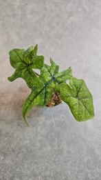Alocasia Jacklyn, Ophalen of Verzenden, Halfschaduw, Minder dan 100 cm