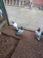 5 mooie  ɓlouwwitpenen postduiven, Dieren en Toebehoren, Meerdere dieren, Postduif
