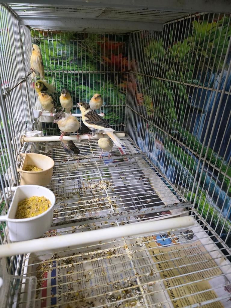 Kanaries., Dieren en Toebehoren, Vogels | Kanaries