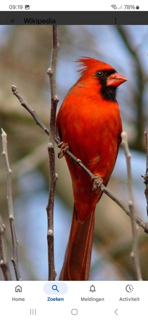 Kardinaal, Dieren en Toebehoren, Vogels | Overige Vogels, Mannelijk