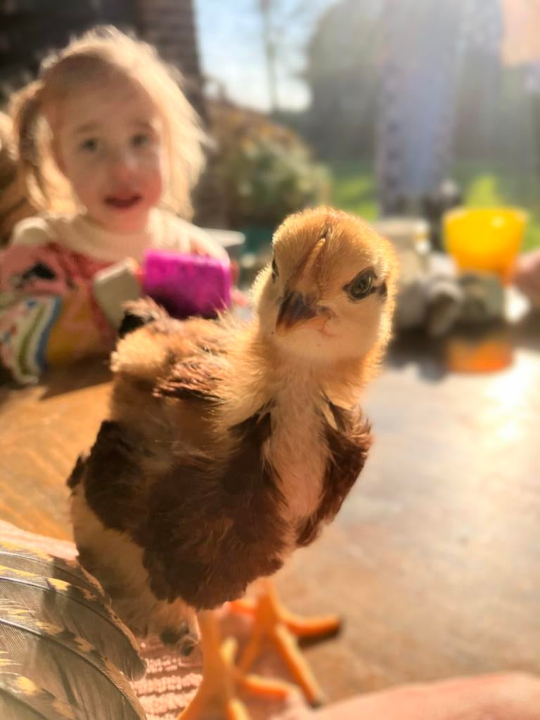 Kuikens, bruine legkip, Dieren en Toebehoren, Pluimvee, Vrouwelijk, Kip