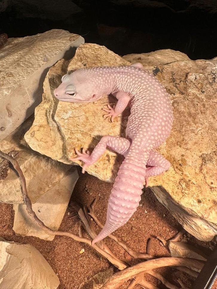 2 kweekvrouwen luipaardgekko Leopard Gecko - female for sale from Dierenspeciaalzaak Hoeben