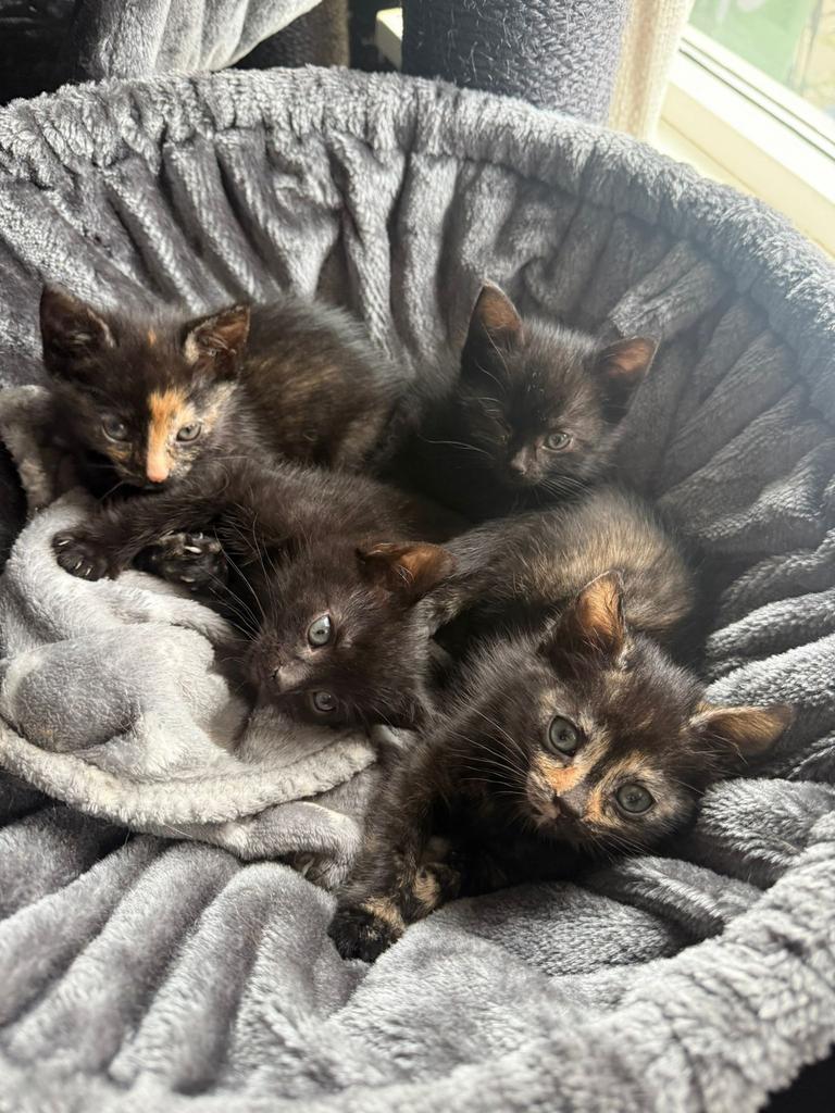 Kittens poesjes en katers, Dieren en Toebehoren, Meerdere dieren, Ontwormd, 0 tot 2 jaar