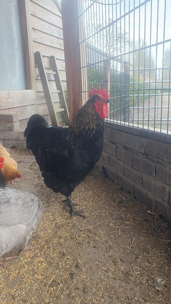 Jersey Giant, Dieren en Toebehoren, Pluimvee, Kip, Mannelijk