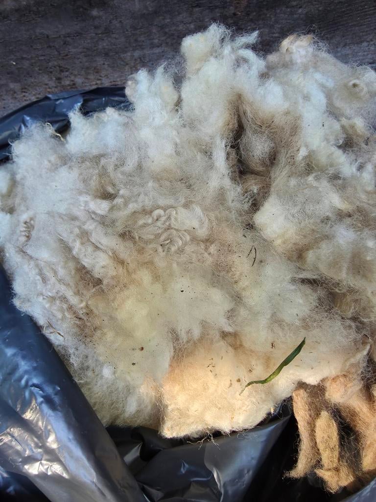 Kerry hill vachten, Vrouwelijk, Schaap, 0 tot 2 jaar