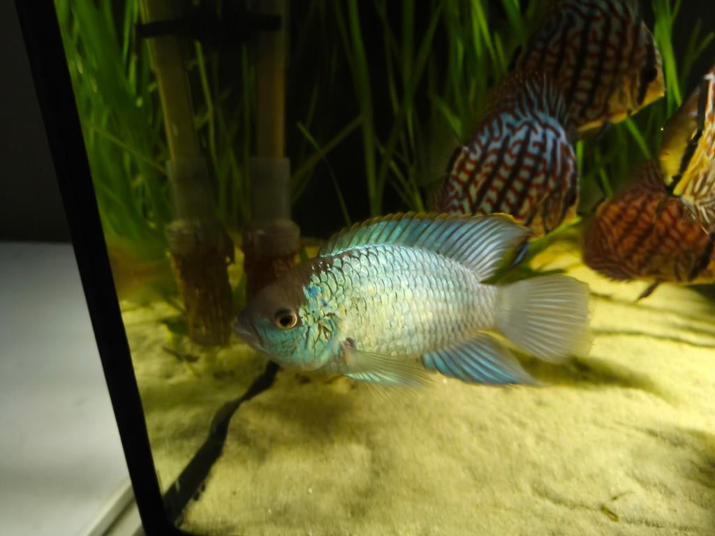 Electric blue acara 1 man 2 vrouwen en ,1 sleutelgat cichlid, Vis