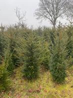 Taxus, Ophalen, Bloeit niet, Overige soorten, Volle zon