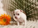 💕 Prachtig chihuahua teefje pup puppy mag nestje verlaten💕, 8 tot 15 weken, Teef, Parvo, Meerdere