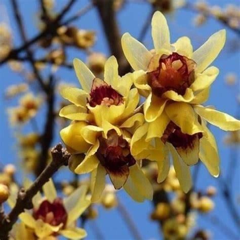 Te Koop: Chimonanthus Praecox (meloenboompje) planten in pot, Ophalen, Overige soorten, Struik, Minder dan 100 cm