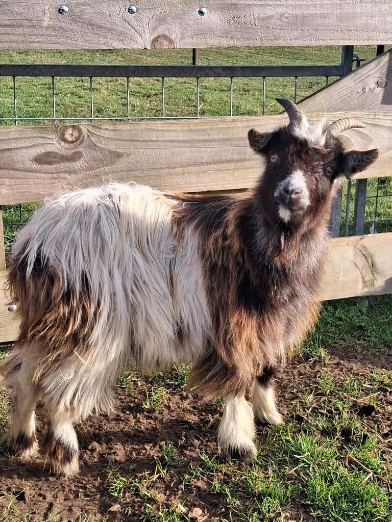 Virusvrije landgeit opgenomen in stamboek, Dieren en Toebehoren, Vrouwelijk, Geit, 0 tot 2 jaar
