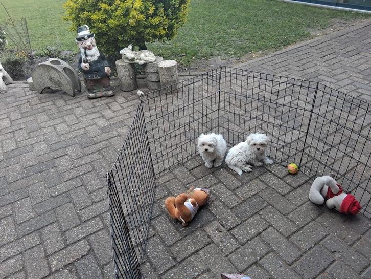 Te koop mooie speelse boomer pups, Dieren en Toebehoren, Honden | Niet-rashonden, Klein, Meerdere dieren, Particulier, Meerdere