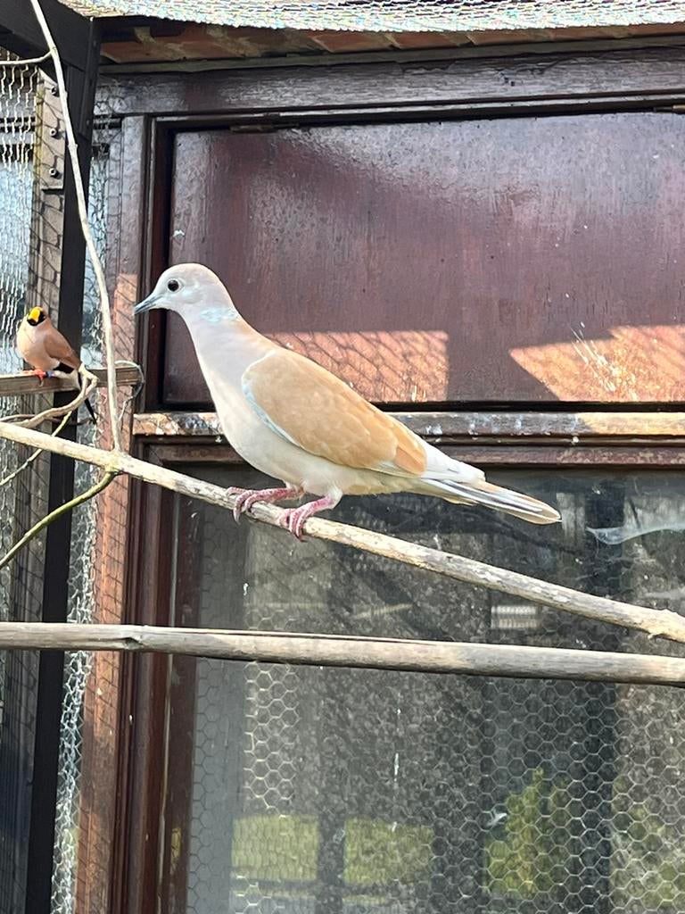 Tortelduif, Vrouwelijk, Postduif