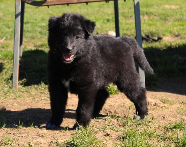 Groenendaeler&tervuurse herder pup, Dieren en Toebehoren, Honden | Herdershonden en Veedrijvers, Meerdere dieren, Herder, Fokker | Hobbymatig