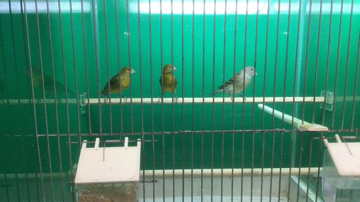 Zwartkopsijs bastaard,  bastaard kanarie, bastaard sijs, Dieren en Toebehoren, Vogels | Overige Vogels, Tropenvogel, Meerdere dieren