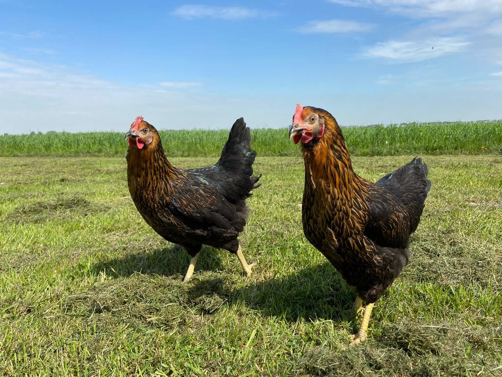 Jonge tamme Harco kippen gesekst en ingeënt, Dieren en Toebehoren, Pluimvee, Vrouwelijk, Kip