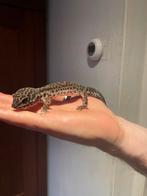 Luipaard gekko ( blacknight mannetje) met terrarium, Hagedis, Met terrarium, 0 tot 2 jaar