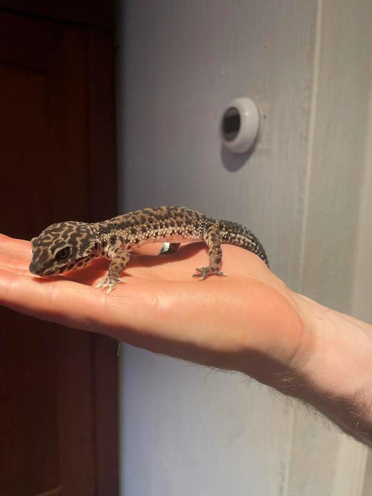 Luipaard gekko ( blacknight mannetje) met terrarium Leopard Gecko - male for sale from Vanya