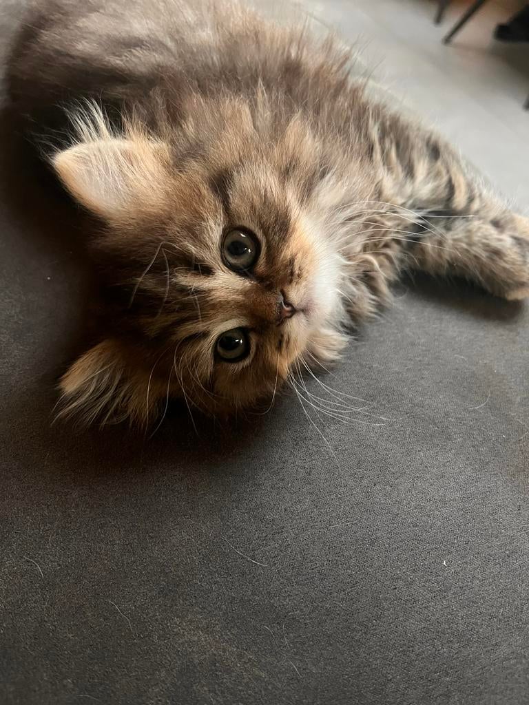 Brits britse langhaar kittens, Meerdere dieren, Ontwormd, 0 tot 2 jaar