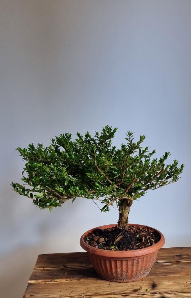 Lonicera pre-bonsai - Ideaal voor bonsai liefhebbers, Overige soorten, Vaste plant, Ophalen of Verzenden, Bloeit niet